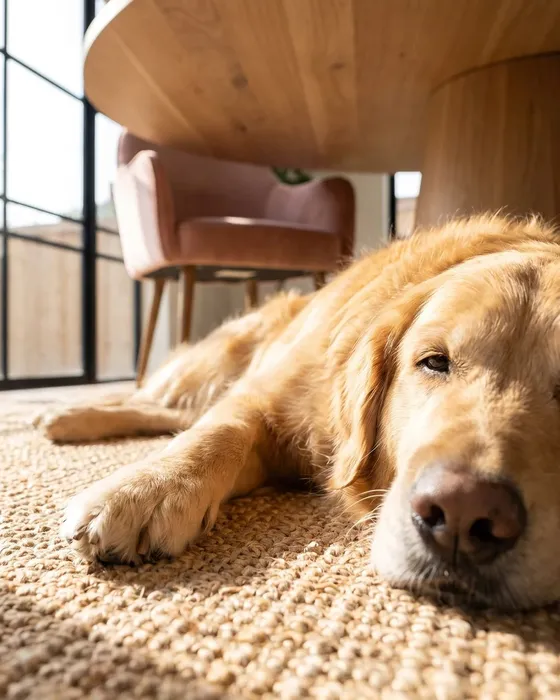 A golden retriever asleep on a jute rug beneath the round wooden desk, a blush velvet chair and black-framed windows behind